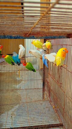 Breeder pairs available for sale in reasonable price