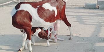 2 Bacchon Ka Sath Desi Bakri For Sale, +03228068296