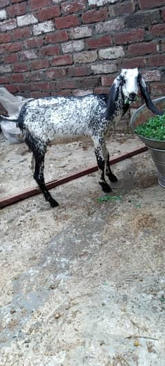makhi cheeni path for sell available