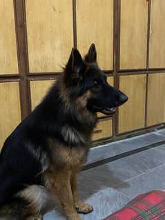 German shepherd female