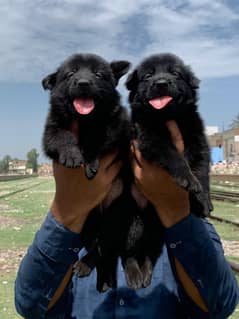 Black German Shepherd Long Coat Puppies /German Shepherd Pair For Sale