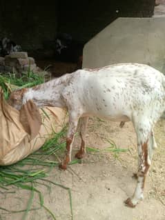 makkhi china bakra for sale
