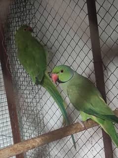 الریڈی