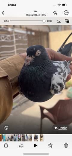 ranpuri