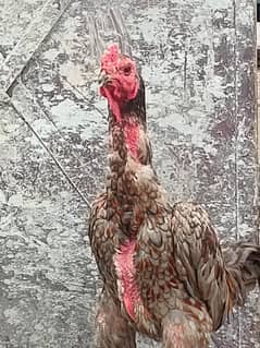 thai aseel hen