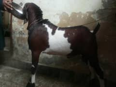 Battle Bakra