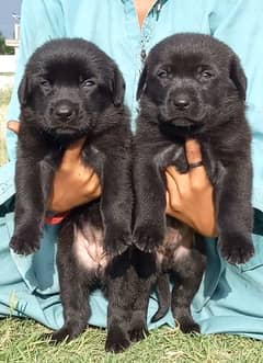 German shepherd long coat black puppies for sale