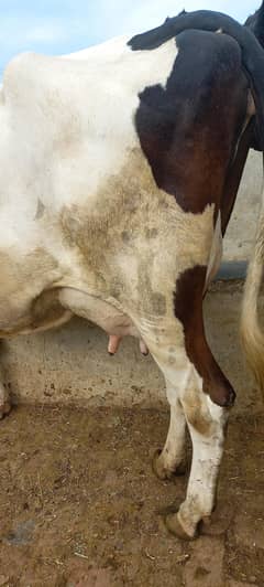 cow for sale milk 20 litter