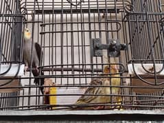 coctale  parrots 03103704463