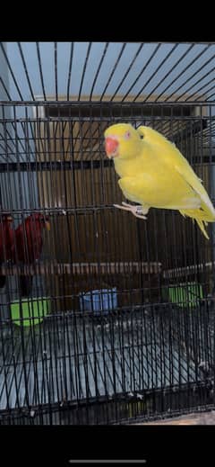 Breeder