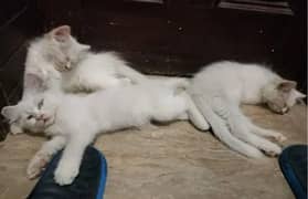 Turkish Angora Fluffy Snow  White Turkish Kitten|03218478517