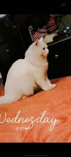 Turkish Angora Male Stud Available|Male Cat For Stud|03218478517