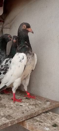 03060043053