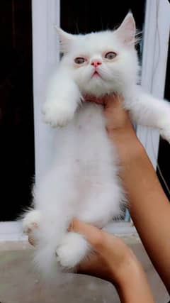 Persian
