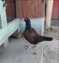 Pure Amroha Breed