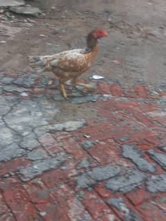 Purebred chicken of the Mianwali breed is available.