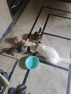 Blue eyes Cat breed is persion 4 bacho k sat hai