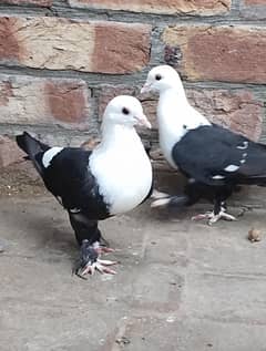 radi to bared jat black pair o31371o1886