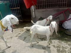 2 month gaban Rajanpuri bakri with three kids