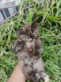 persian