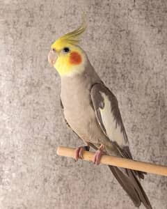 beautiful Cockatiel Hand tame Male For sale