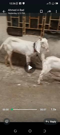 Bakri