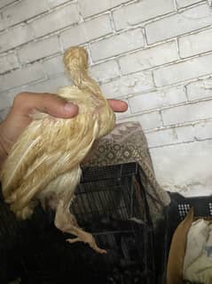 Aseel Chicks