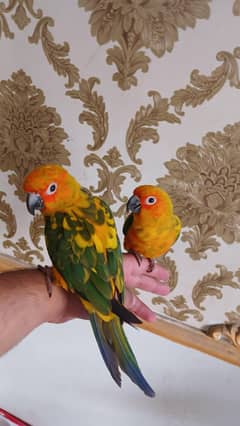 Sun conure parrot