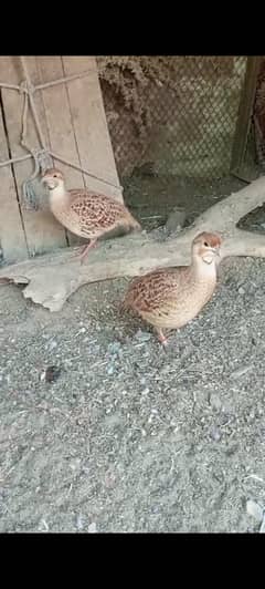 white breedr pair . . 03098904099. . whtsp