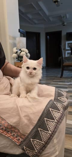 persian