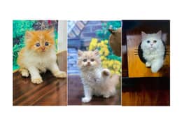 Persian hamalian british punch face piki face cat's and kitten's