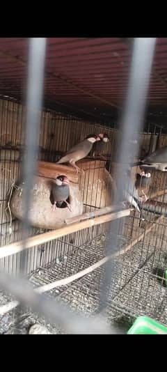 java