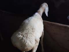 Domba