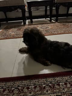 Shihtzu male 3 months