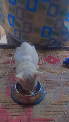 sweety