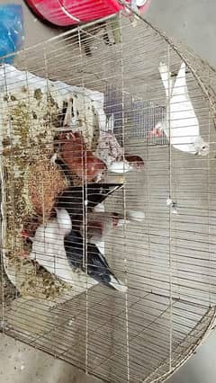 breader fancy pigeons urgent sale details ka Liya +92 311 4614394