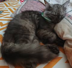 Persian