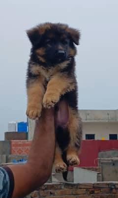 German shepherd Pedigree male pup