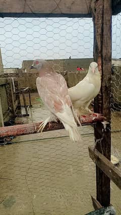 Fancy Piegon for Sale 5 pigeons 6 hazar k sub