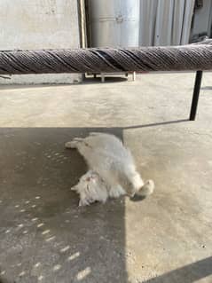 White persian Male cat
