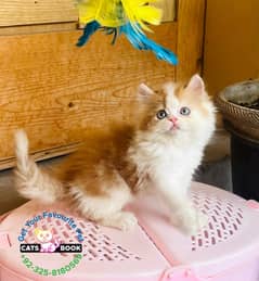 Persian Kittens |Bi color triple Coated |Punch face | fluffy |cat