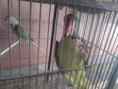 pair