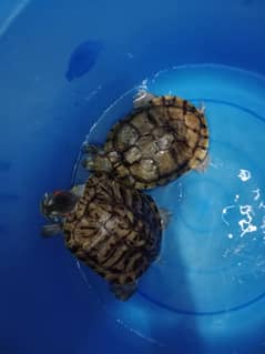 Turtles
