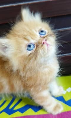 Punch face Persian Kittens