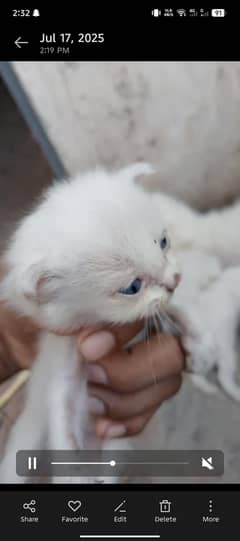 3 Persian baby female 1 month