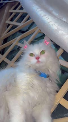 Tipple coat Persian cat Age 1.5 years