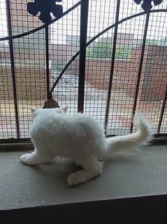 2-Month-Old Pure Persian White Kitten – Healthy & Playful