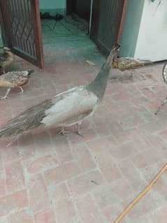 Peacock Adults & Chick Available