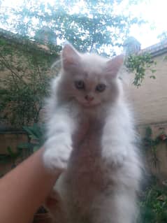 Persian