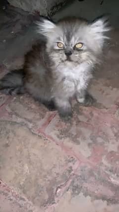 Persian